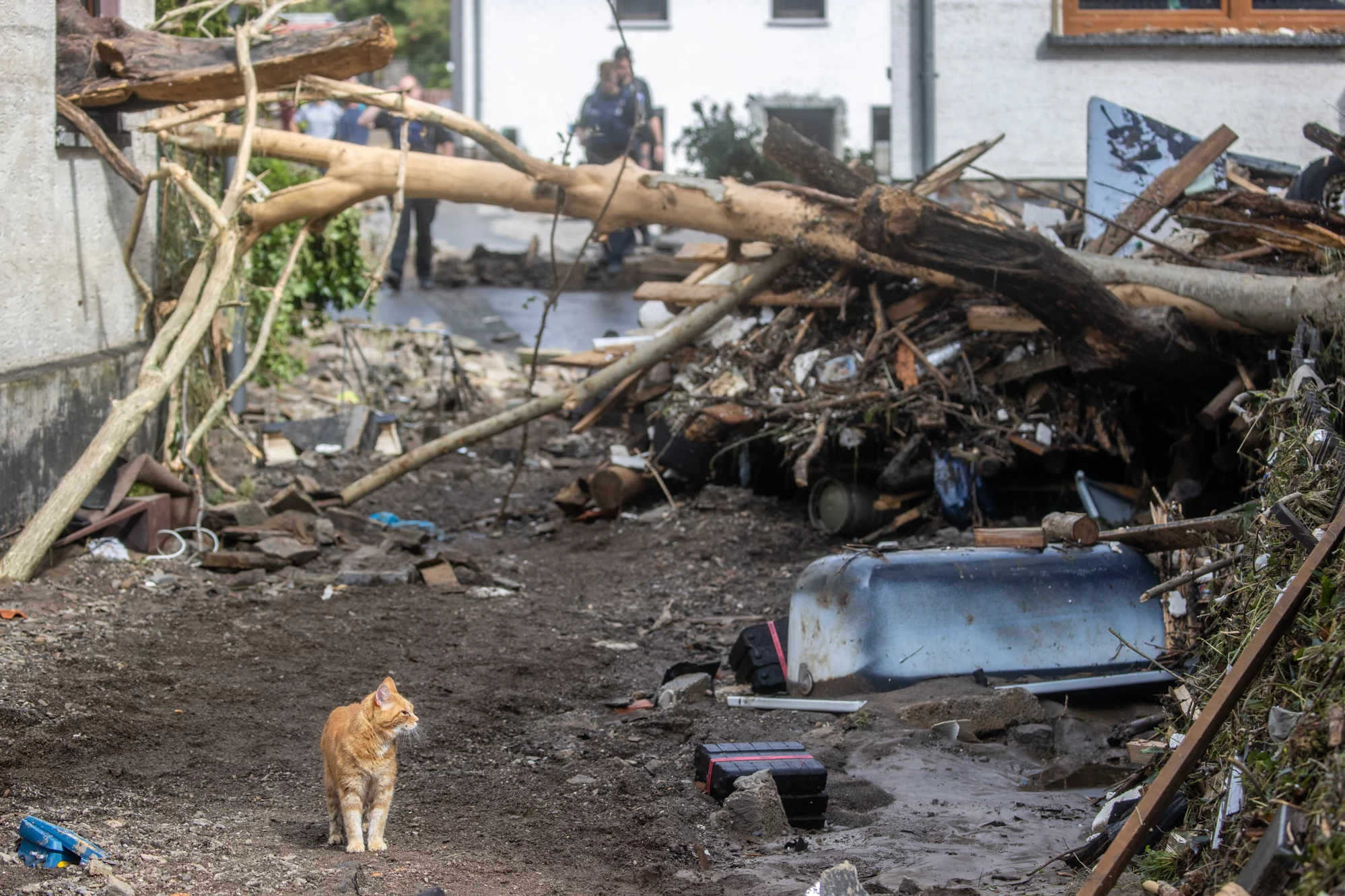 cat in flood The Untame News